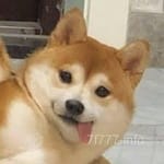 Avatar of Haider Ali